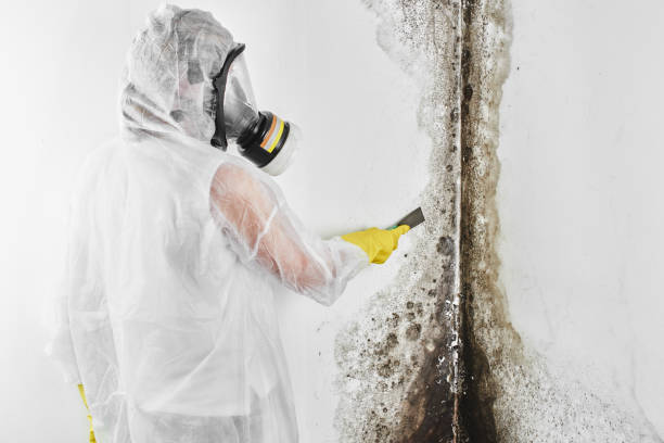 Best Mold Removal Company Near Me  in Leisure Knoll, NJ