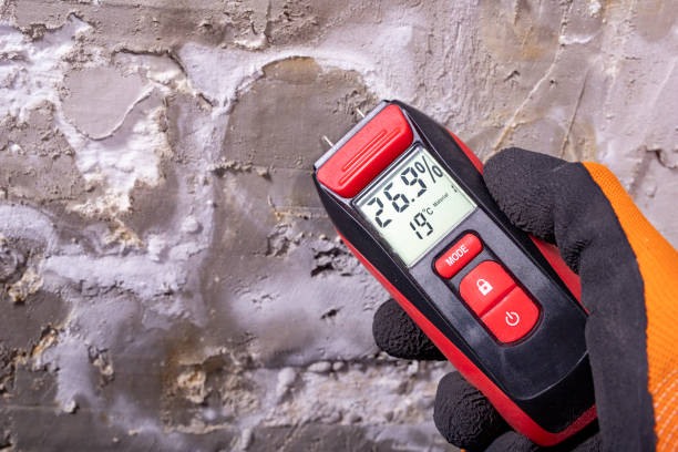 Best Mold Damage Repair  in Leisure Knoll, NJ