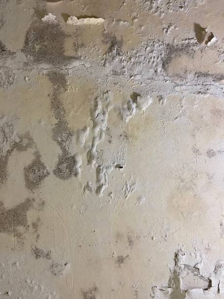 Trusted Leisure Knoll, NJ Mold Removal Experts
