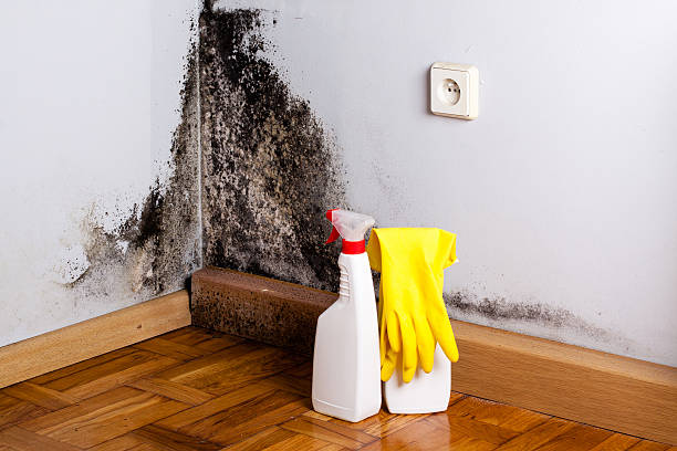 Best Mold Remediation  in Leisure Knoll, NJ
