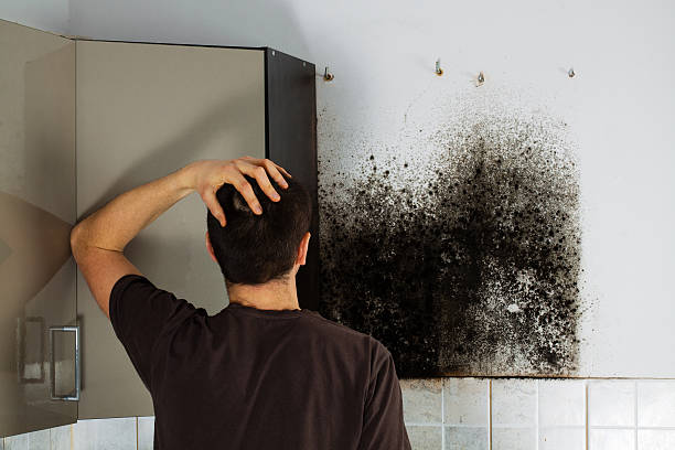 Best Mold Removal Specialists  in Leisure Knoll, NJ