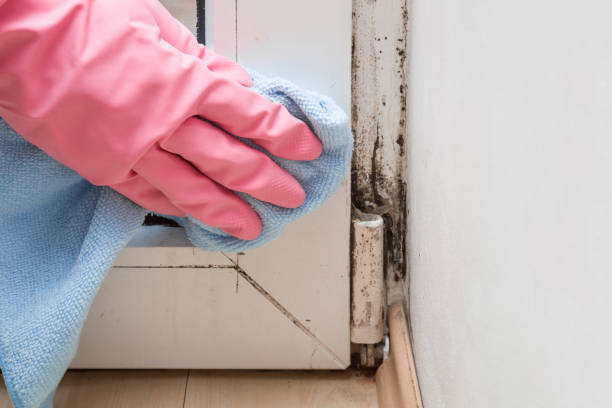 Best Local Mold Removal Service  in Leisure Knoll, NJ